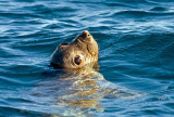 Elephant Seal