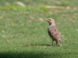 Western Meadowlark