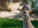 Greater Roadrunner