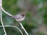 Bushtit