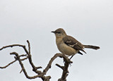 Northern Mockingbird