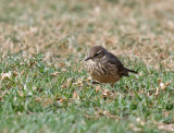 American Pipit