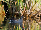 Common Gallinule