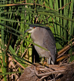 Black-crowned Night-Heron