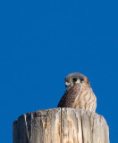 American Kestrel