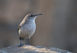 Rock Wren