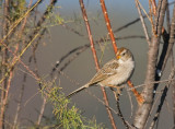 White-crowned Sparrow