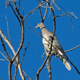 Band-tailed Pigeon