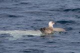 Herring Gull and Mola Mola