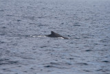 Humpback Whale