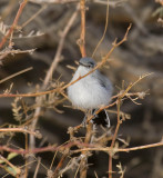 Black-tailed Gnatcatcher