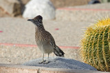 Greater Roadrunner