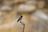 Costas Hummingbird