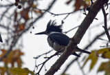 Belted Kingfisher