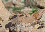 Rock Wren