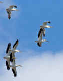 American White Pelican