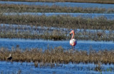 IMG_2666 American Flamingo escapee.jpg