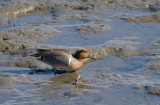 Green-winged Teal