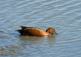 Cinnamon Teal