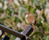 House Wren