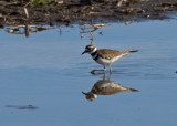 Killdeer