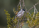 Black-tailed Gnatcatcher