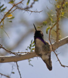 Costas Hummingbird