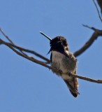 Costas Hummingbird