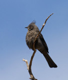 Phainopepla