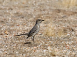 Sage Thrasher