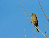 House Finch