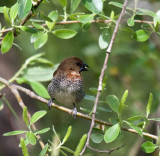 Scaly-breasted Munia