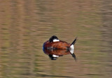 Ruddy Duck