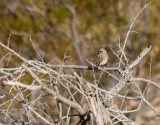 Black-throated Sparrow