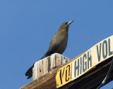 Great-tailed Grackle