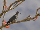 White-winged Dove