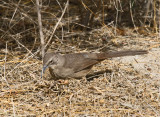 California Thrasher