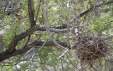 Verdin and nest