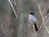 California Gnatcatcher