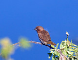 Scaly-breasted Munia