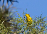 Yellow Warbler