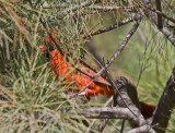 Northern Cardinal