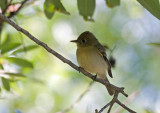 Pacific-slope Flycatcher