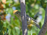 Western Tanager