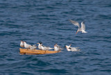 Elegant Tern