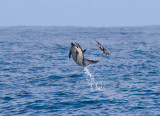 Sooty Shearwater puts on the brakes for Common Dolphin
