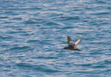 Sooty Shearwater