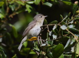 Warbling Vireo