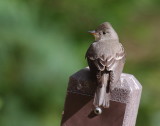 Western Wood-Pewee