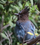 Stellers Jay